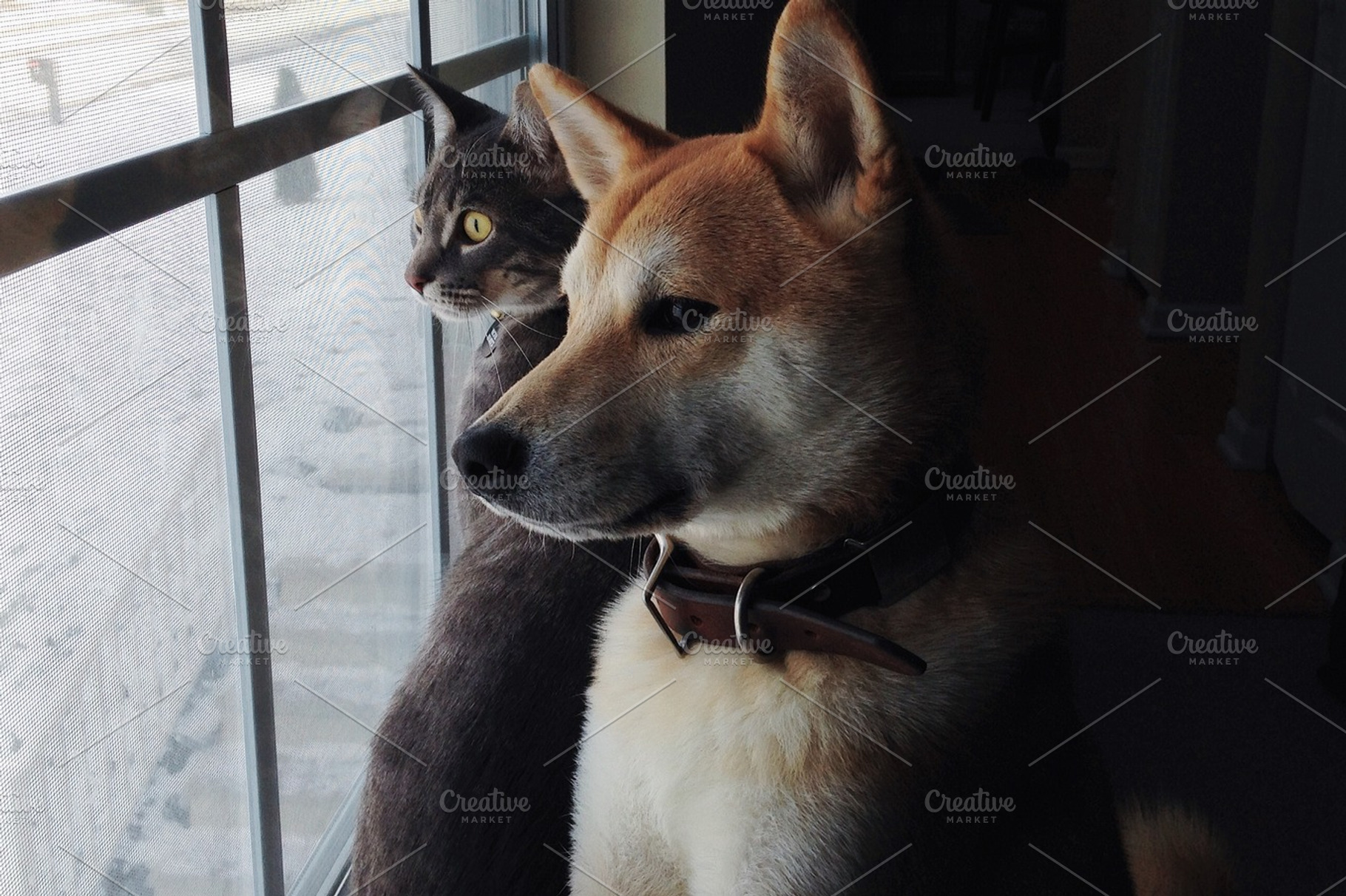 Catdog I
