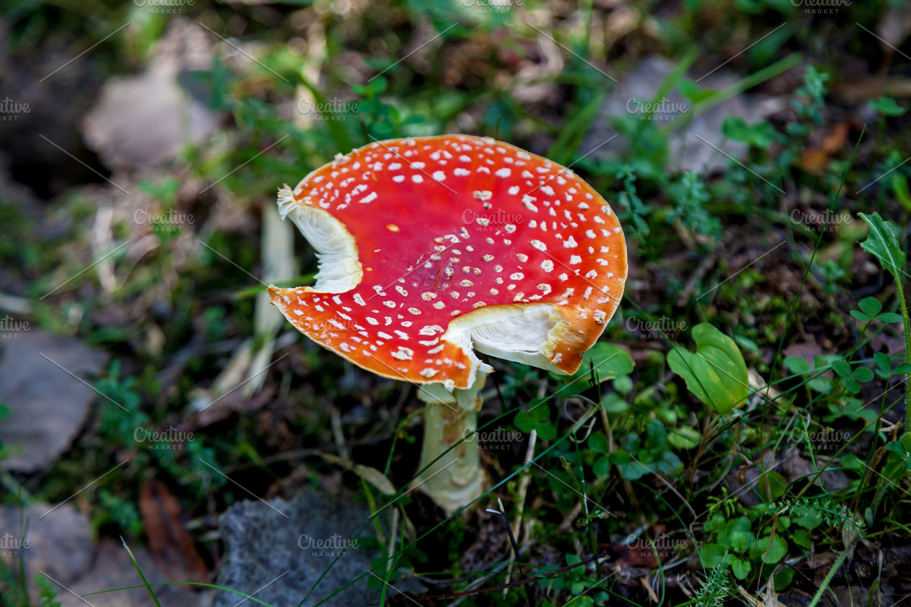 Fly agaric mushroom with bite marks in forest grass, a Nature Photo by Photostock