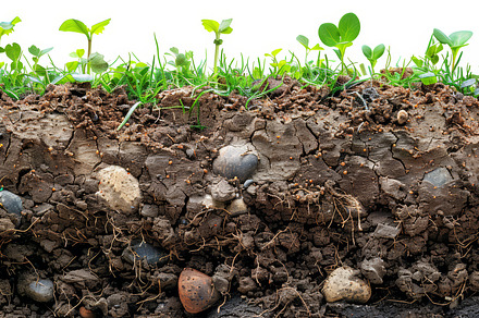 Cross section of soil with roots and green plants on white background, a Photo by AS photostudio