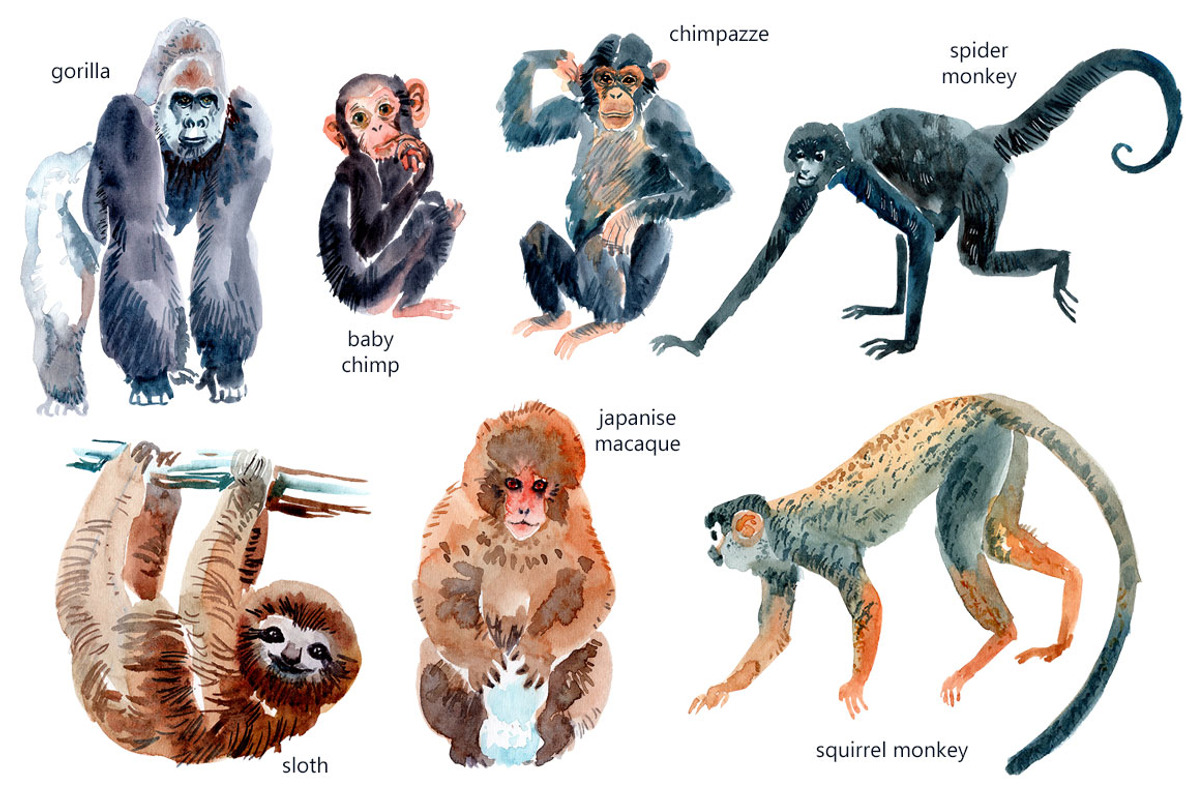 Watercolor Happy Monkeys, an Animal Illustration by Anastasia (Photo 10 of 13)