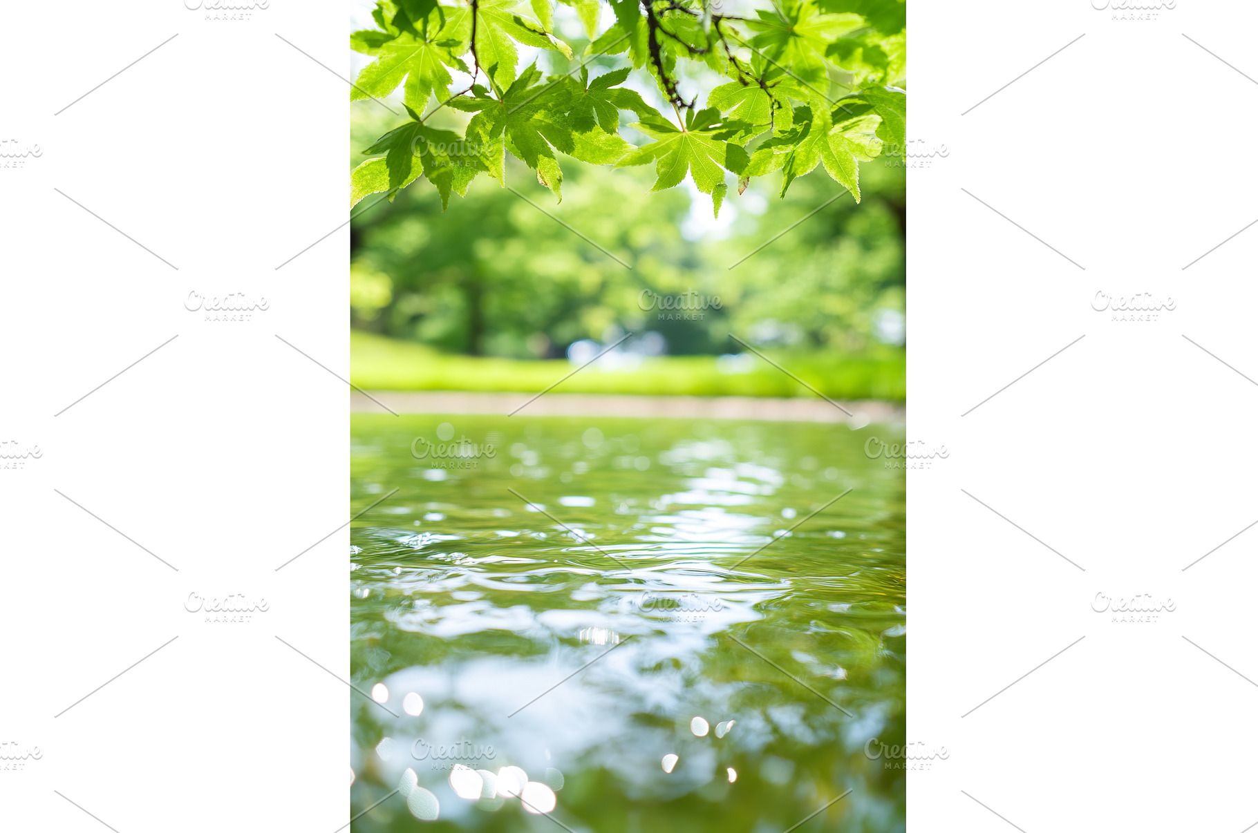foliage hangs above the shimmering, a Nature Photo by Lermont51