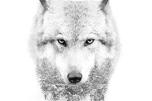 wolf face on white background double