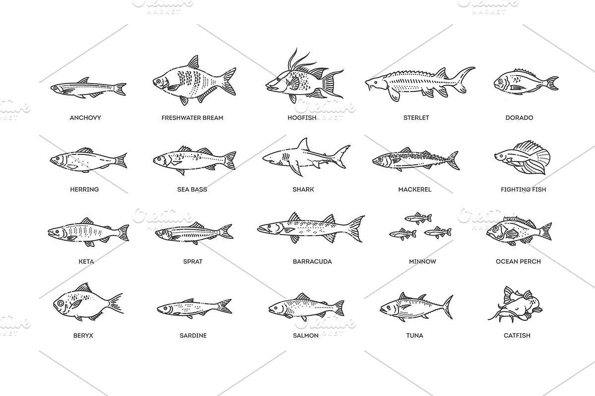 Types Marine, Ocean fish. Vector, an Animal Illustration by Tettygreen (Photo 4 of 4)