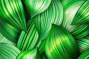 Summer Leaves Abstract Banners Set, a Decorative Illustration by Tashal (Thumbnail 4 of 5)