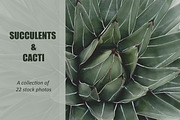 Succulent Cactus Stock Photo Bundle, a Nature Photo by René Jordaan Photography (Thumbnail 1 of 2)