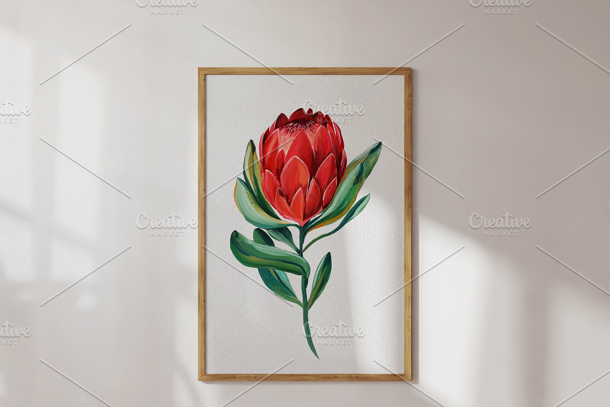 Watercolor King Protea, a Decorative Illustration by Karliefie (Photo 3 of 5)