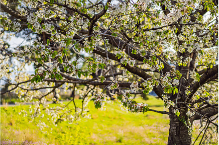 a beautiful spring shrub with small, a Nature Photo by Elizaveta Galitskaya