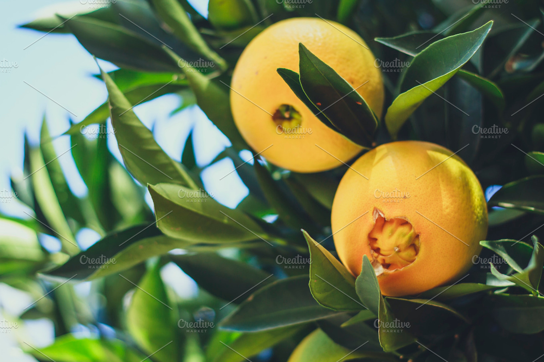 Oranges In The Tree