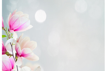 Blossoming pink magnolia Flowers, a Nature Photo by Neirfy