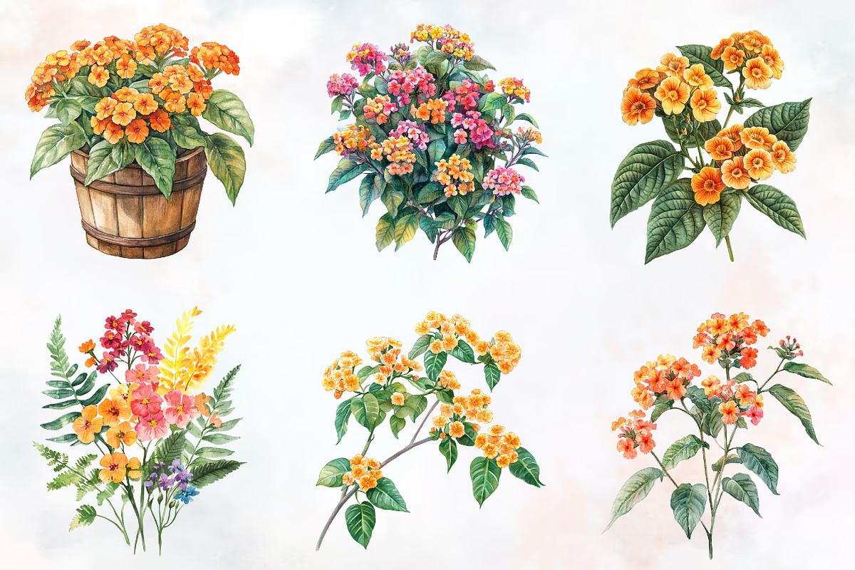 Lantana Flower Watercolor Cliparts, an Illustration by RobertsArt (Photo 6 of 7)