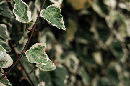 detail of wild climbing plants, a Nature Photo by rubenchase