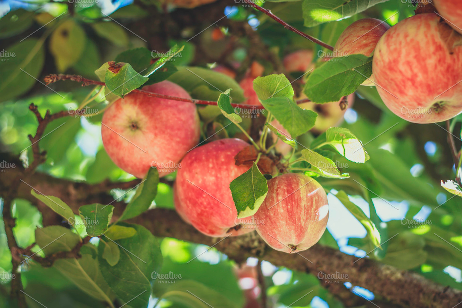 7 red apples in the tree stock photo containing apple and apples