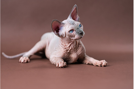 Portrait Sphinx Cat with blue eyes