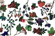 Vector berries, an Illustration by risovanya (Thumbnail 5 of 9)