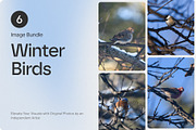 6 Image Bundle: Winter Birds, a Nature Photo by Happiestscone Photography (Thumbnail 1 of 2)