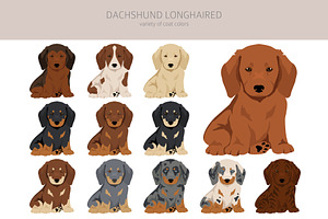 Dachshund Longhaired Clipart