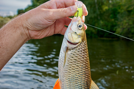 Big chub in fisherman's hand