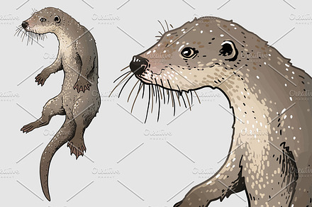 European otter illustration