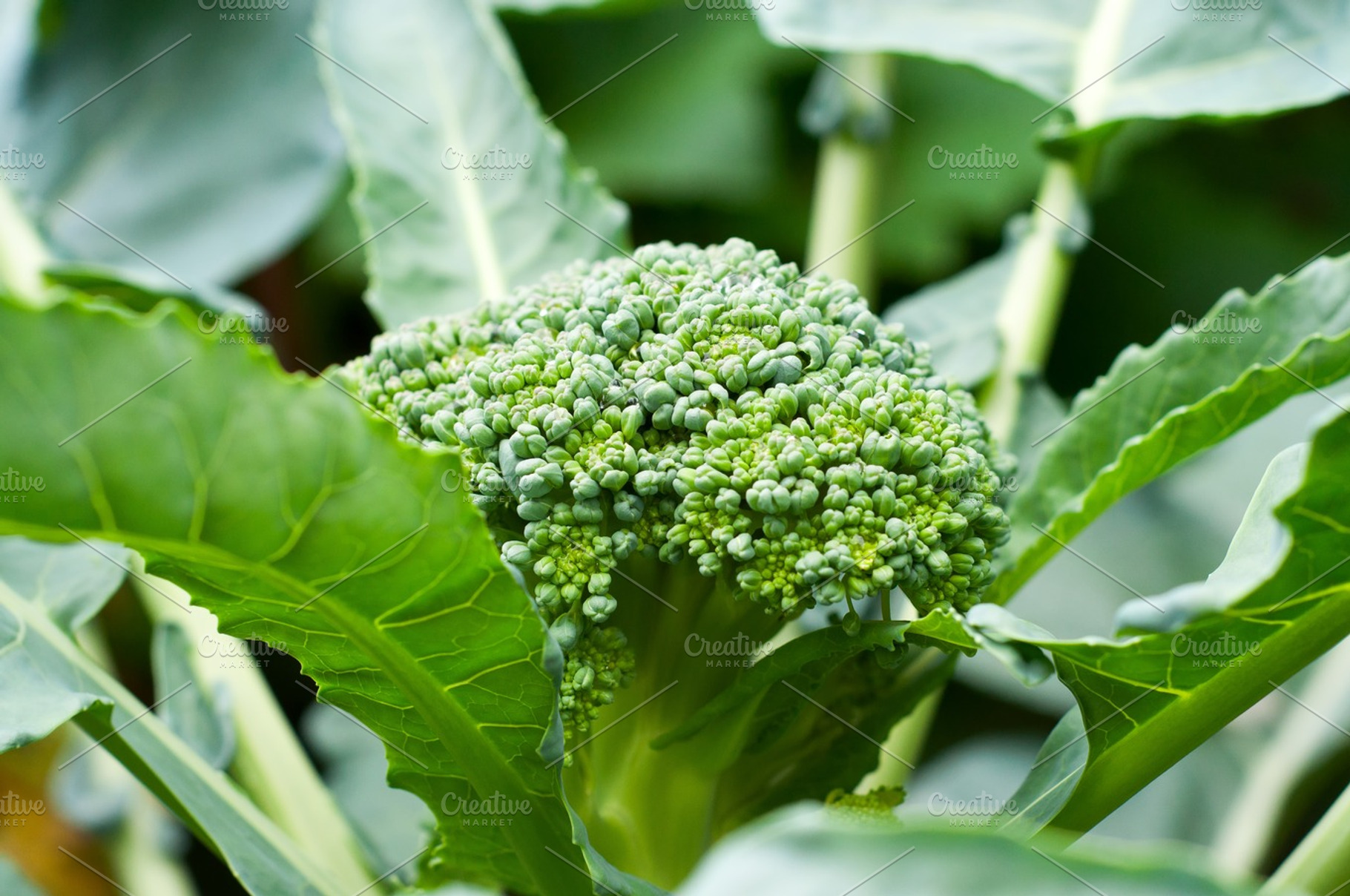 Fresh Broccolli