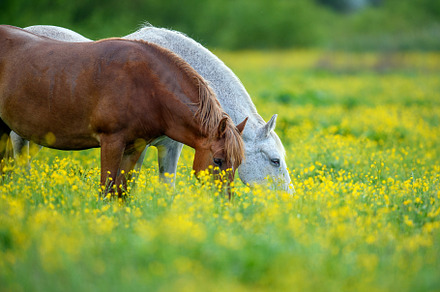 White and brown horse on field of yellow flowers, an Animal Photo by Byrdyak