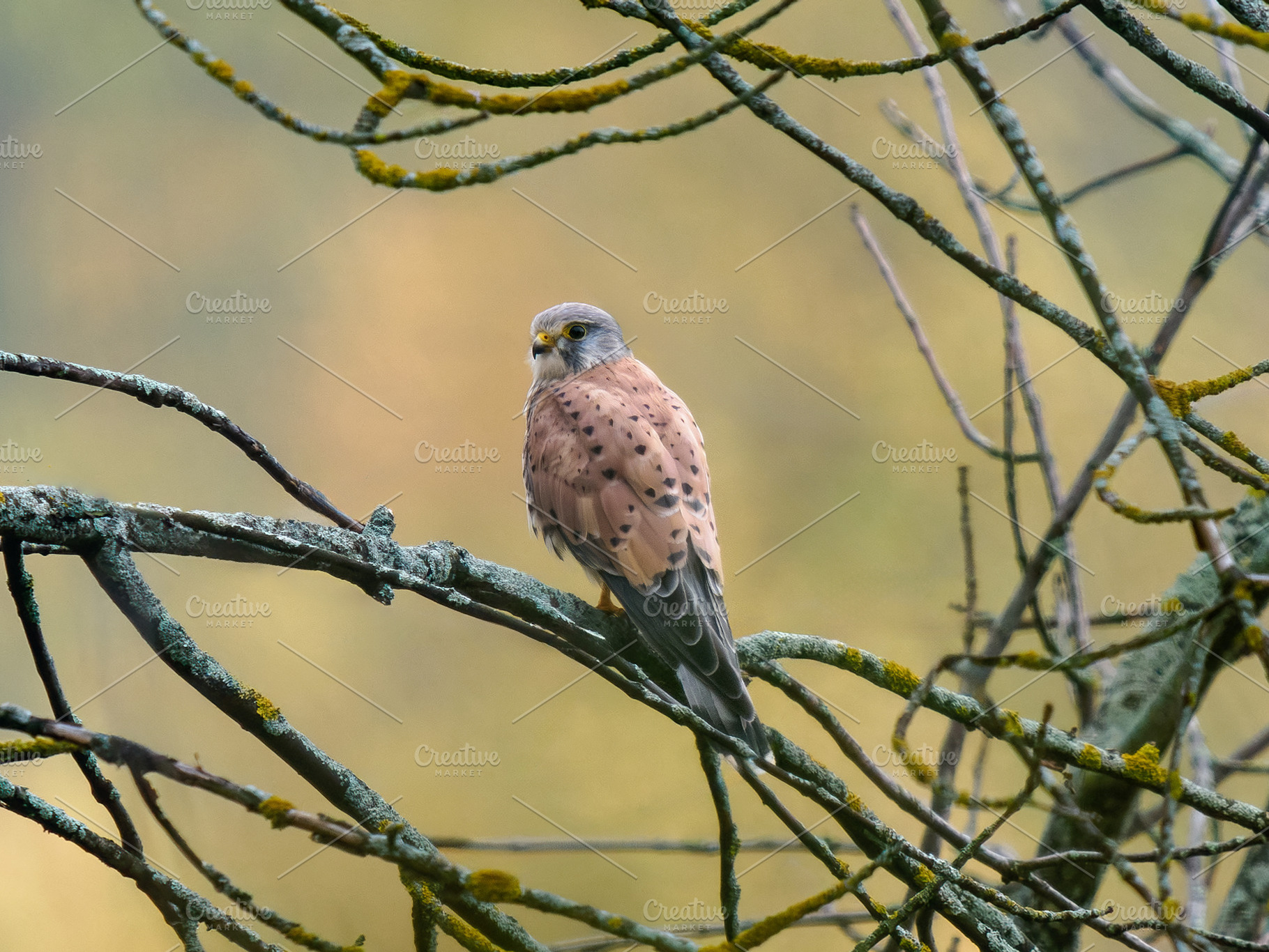 Common kestrel or Falco tinnunculus, an Animal Photo by Fascinadora