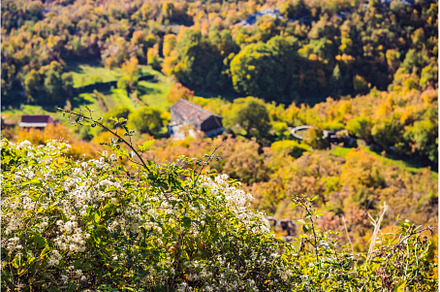 Beautiful autumn view of yellow, a Nature Photo by Elizaveta Galitskaya