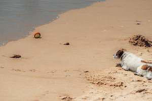Dog Resting Near Beach Ball, an Animal Photo by SkyNext