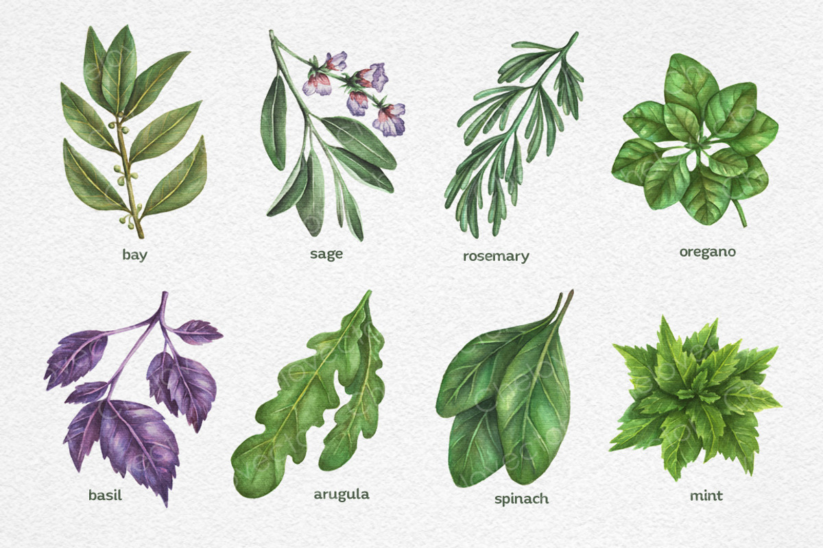 Watercolor Herbs Set, a Food Illustration by Chelovector (Photo 2 of 3)