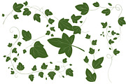 Ivy Vector Illustrations, an Illustration by MyNatureGraphics (Thumbnail 2 of 4)