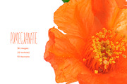 Pomegranate. PhotoSet, an Object Graphic by Pullia (Thumbnail 1 of 5)