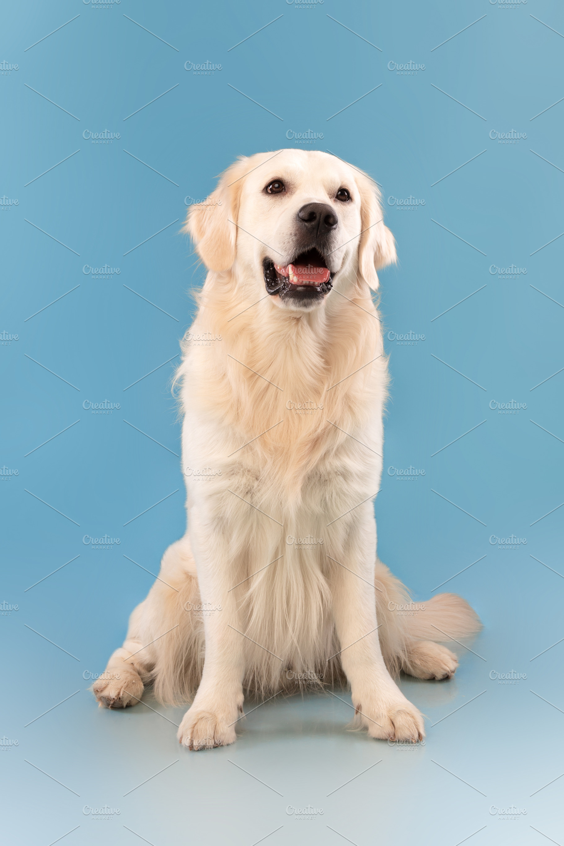 Portrait of cute healthy dog posing at blue studio wall, a Photo by Prostock-Studio