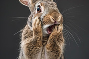 236 surprised animals, an Animal Photo by Handmadefont (Thumbnail 187 of 241)