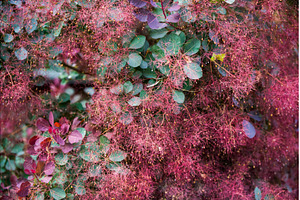 Cotinus smoke bush leaves with, a Nature Photo by COLORFUL