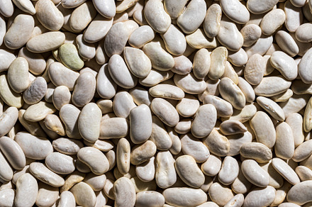 White bean seeds background., a Food & Drink Photo by Eugene_Photo