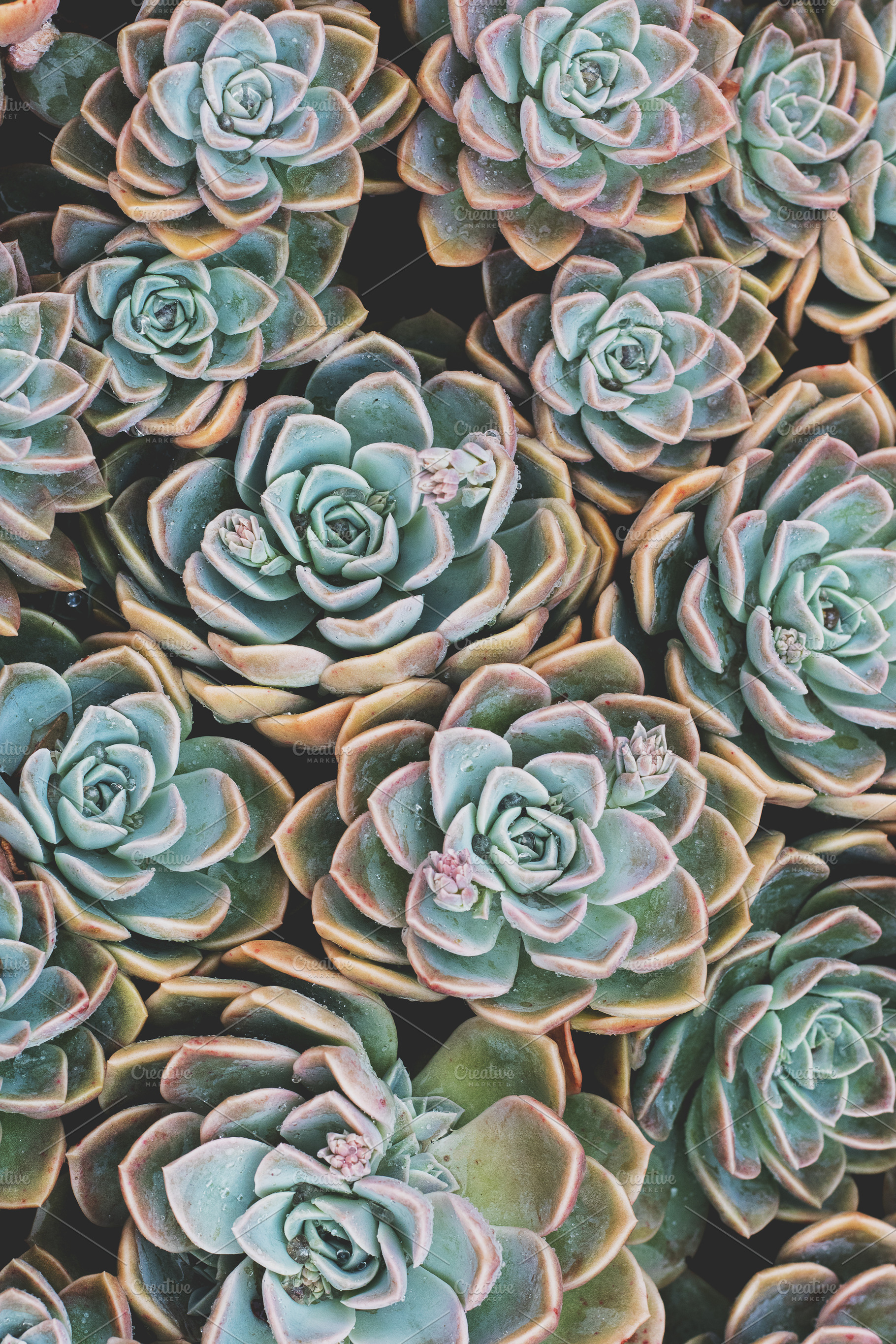 Rock rose succulents portrait featuring succulent, cactus, and cacti, a Nature Photo by René Jordaan Photography