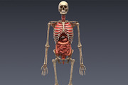 Animated internal organs, skeleton, a Characters & Person 3D Model by konstantin.ermolaev (Thumbnail 6 of 29)