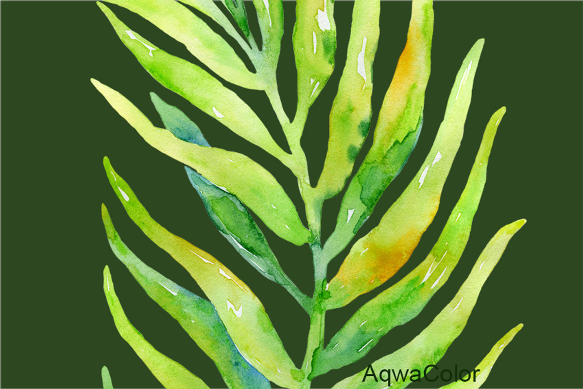 Watercolour clipart Palm Leaves, an Illustration by AqwaColor (Photo 3 of 3)