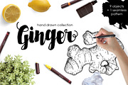Ginger Drawing Set, a Food Illustration by Epine (Thumbnail 1 of 3)