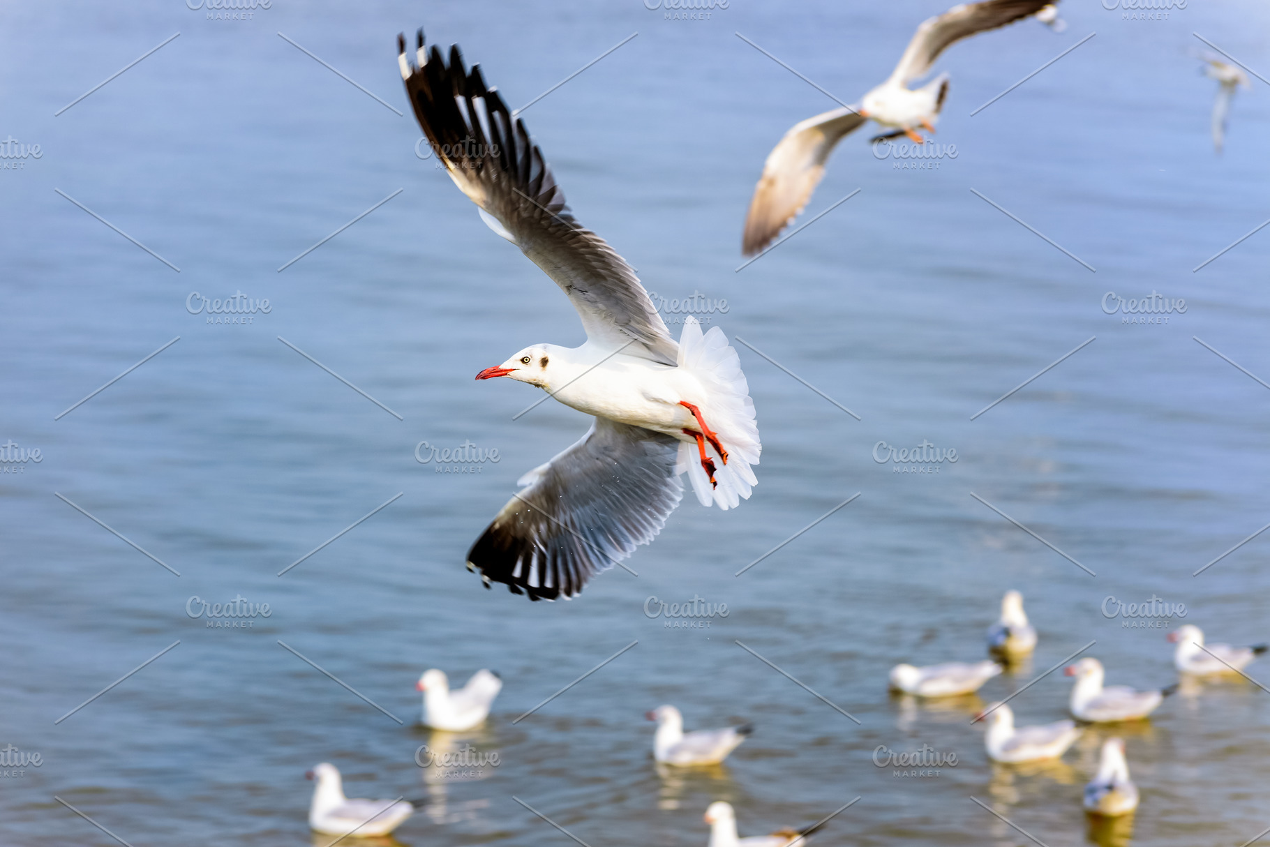 Flock of seagulls at bangpu recreati stock photo containing bangpu and, an Animal Photo by yongkiet jitwattanatam