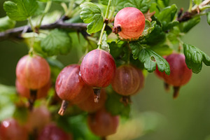 Close-up of ripe red gooseberries ripening on a branch in the summer garden. Ho, a Nature Photo by Rohan Photography