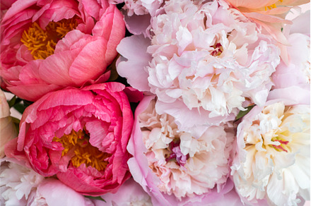 Fresh bunch of pink peonies