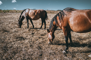 Two Horses Grazing Dry Pasture, an Animal Photo by SkyNext