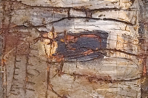 Prehistoric rock art on weathered cave wall, an Abstract Photo by DanFLCreativo