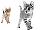 Animal Photo to Tracing, an Action Add-On by MRI STUDIO (Thumbnail 9 of 10)