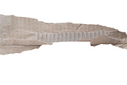 40 Ripped Torn Cardboard Edges (PNG), a Texture Graphic by Bilgep_design (Thumbnail 4 of 16)