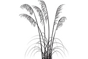 Plants of New Zealand Vector Set, an Illustration by Anna Repp Illustration (Thumbnail 5 of 5)