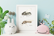 Watercolor Insects Life Cycle, an Education Illustration by MayaNavits (Thumbnail 15 of 18)