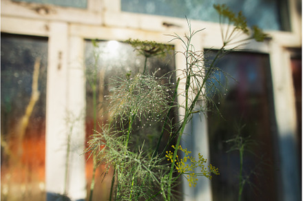 Dill covered with dew and greenhouse