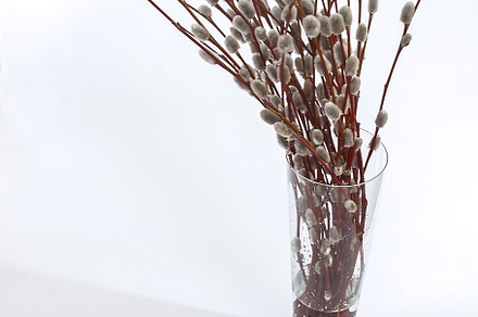branches of willow-eared flowers in a vase on a white background, a Nature Photo by TanaCh