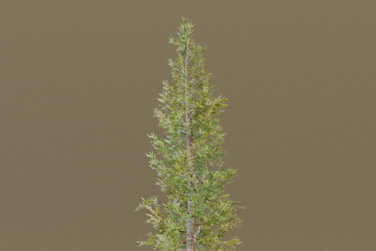 The Siberian Larch Tree, a Plants & Tree 3D Model by FuturePastCreatives (Photo 3 of 4)